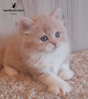 Фото №2 к объявлению №5894 о продаже британская длинношёрстная - купить в России из питомника, заводчик