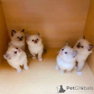 Фото №2 к объявлению №138377 о продаже рэгдолл - купить в Австралии 