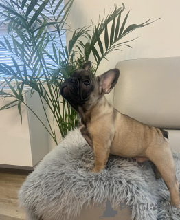 Фото №2 к объявлению №28005 о продаже французского бульдога - купить в США частное объявление