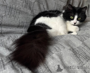 Фото №3. Айрис - воздушное облачко. Беларусь