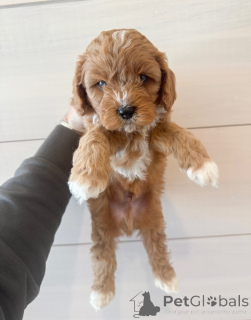 Фото №4. Продажа кинг-чарльз-спаниеля в Плохой Вильбел частное объявление - цена договорная