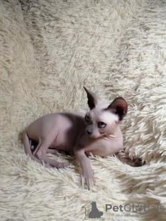 Фото №4. Продам канадского сфинкса в Липецке из питомника, заводчик - цена 70000₽