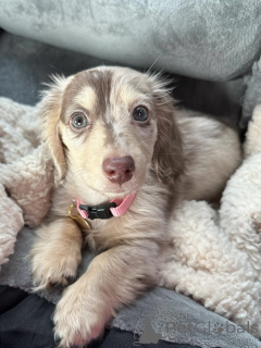 Фото №2 к объявлению №163657 о продаже таксу - купить в Германии заводчик