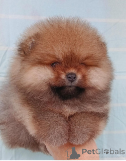 Фото №3. Պոմերանյան Մինի Շպից Померанский мини шпиц Pomeranian Mini Spitz Purebred /.  Армения
