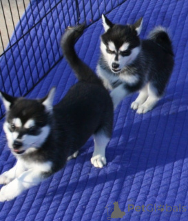 Фото №1. сибирский хаски - купить в Барселоне за Бесплатно. Объявление №107688