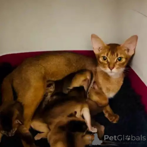 Фото №2 к объявлению №167266 о продаже абиссинская - купить в Германии частное объявление