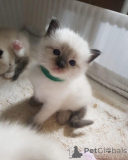 Фото №3. Шатоны Рэгдолл доступны для усыновления.. Финляндия