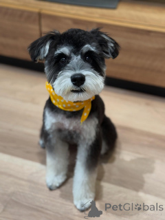 Фото №3. Милые миниатюрные щенки шнауцера.  США