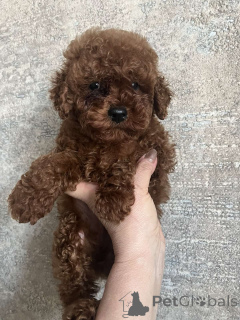 Фото №2 к объявлению №160722 о продаже беспородную - купить в Украине частное объявление, из питомника, заводчик