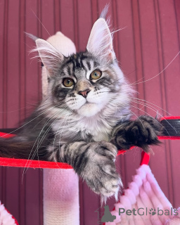 Фото №2 к объявлению №155319 о продаже мейн-кун - купить в Люксембурге частное объявление