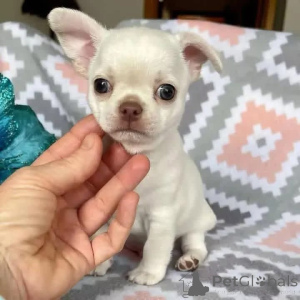 Фото №2 к объявлению №164723 о продаже  - купить в Чехии 