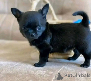 Фото №3. Познакомьтесь с вашими новыми лучшими друзьями! Ищу любящий дом для моих.  США