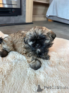 Фото №1. русская цветная болонка - купить в Аренсбург за договорная. Объявление №162034