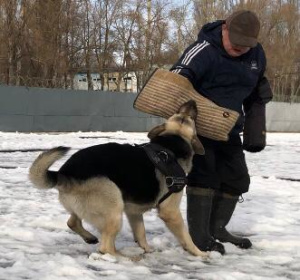 Дополнительные фото: Кобель ВЕО приглашает дам на вязку