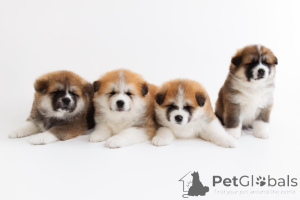 Фото №1. акита-ину - купить в Плохой Вильбел за договорная. Объявление №166356