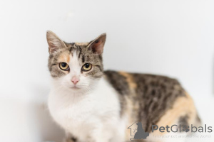 Фото №1.  - купить в Химках за Бесплатно. Объявление №159363