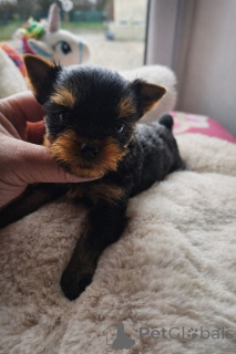 Фото №3. Дарю щенка йорка в наличии..  Дания