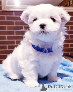 Фото №2 к объявлению №143282 о продаже мальтийскую болонку - купить в Испании 