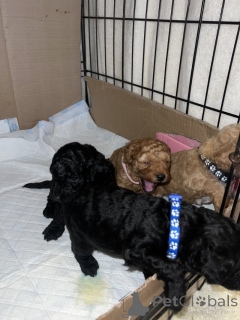 Фото №4. Продажа пуделя (той) в Город Теннесси  - цена 31454₽