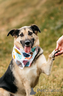 Фото №1. беспородная - купить в Москве реке за Бесплатно. Объявление №149592