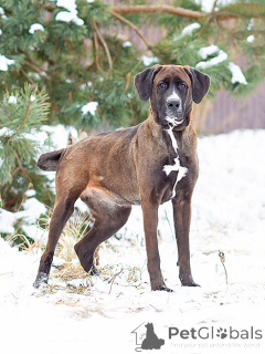 Фото №1. беспородная - купить в Москова за Бесплатно. Объявление №163070