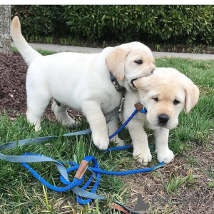 Фото №3. ШЕЛБИ Сука, 10 недель, ID щенка 689768, дата рождения 13 сентября 2021 г. В.  Германия