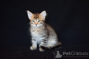 Фото №3. Сибирские котята.. Казахстан