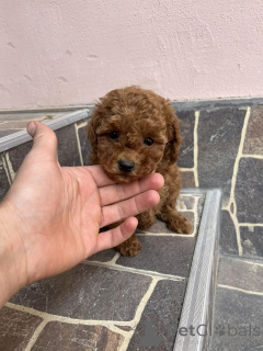 Фото №4. Продажа пуделя (той) в Odzaci  - цена договорная