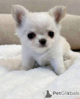 Фото №4. Продажа  в Кэмпбелл Таун  - цена договорная