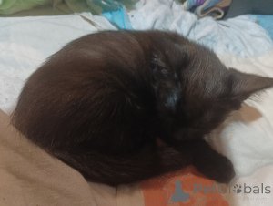 Фото №2 к объявлению №146294 о продаже  - купить в России частное объявление