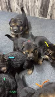 Фото №3. Линдос Качоррос Пастор Алемао для продажи.  Португалия