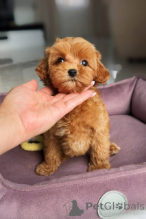 Фото №3. Нежная мальтийская девушка.  Германия