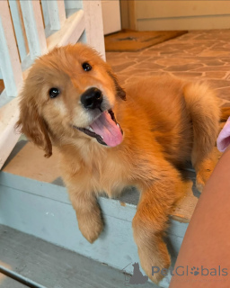 Фото №2 к объявлению №139177 о продаже золотистого ретривера - купить в Венгрии частное объявление, заводчик