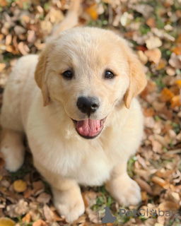 Фото №3. Познакомьтесь с Купером, золотым мальчиком, сердце которого такое же теплое, как.  Ирландия