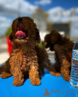 Фото №1. пудель (карликовый) - купить в Святой Пёлтен за 78852₽. Объявление №161890