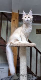 Фото №4. Продам мейн-куна в Сиднее частное объявление - цена договорная