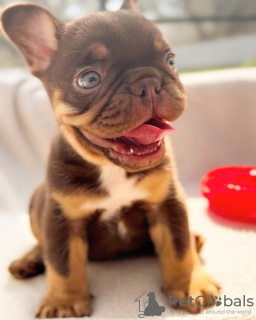 Фото №2 к объявлению №48253 о продаже французского бульдога - купить в Бельгии 