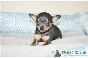 Фото №3. Adorable Chihuahua Puppies for free adoption.  Германия