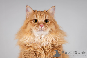 Фото №2 к объявлению №166040 о продаже  - купить в России из приюта