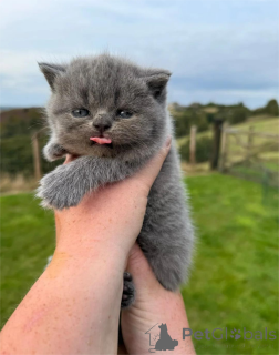 Фото №1. британская короткошёрстная - купить в Бронби за 32468₽. Объявление №151601