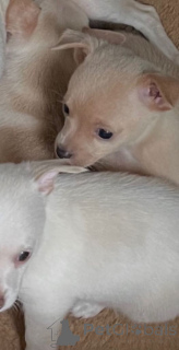 Фото №2 к объявлению №166930 о продаже беспородную - купить в Нидерландах частное объявление