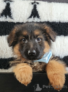 Фото №2 к объявлению №161637 о продаже австралийскую овчарку - купить в Франции частное объявление