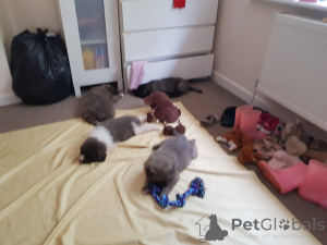 Фото №3. Щенки кавказской овчарки.  Дания