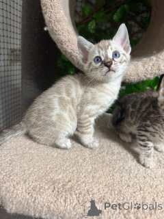 Фото №1. бенгальская - купить в Хорген за 69575₽. Объявление №152759