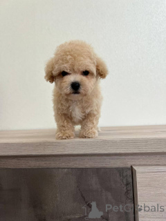 Фото №1. беспородная - купить в Борисове за договорная. Объявление №166826