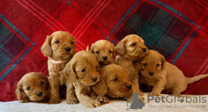 Фото №3. Beautiful Cavapoo Puppies For free adoption.  Германия