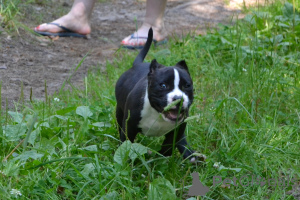 Фото №2 к объявлению №147529 о продаже американского булли - купить в России из питомника