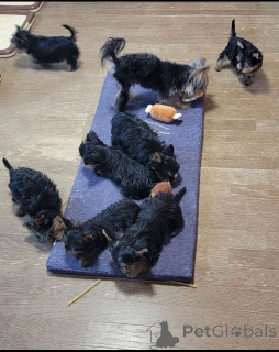 Фото №4. Продажа йоркширского терьера в Auckland заводчик - цена Бесплатно