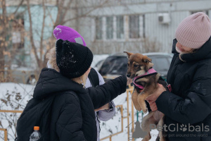 Фото №4. Продажа беспородную в Москва частное объявление - цена Бесплатно