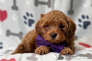 Фото №3. Beautiful Cavapoo Puppies For free adoption.  Германия